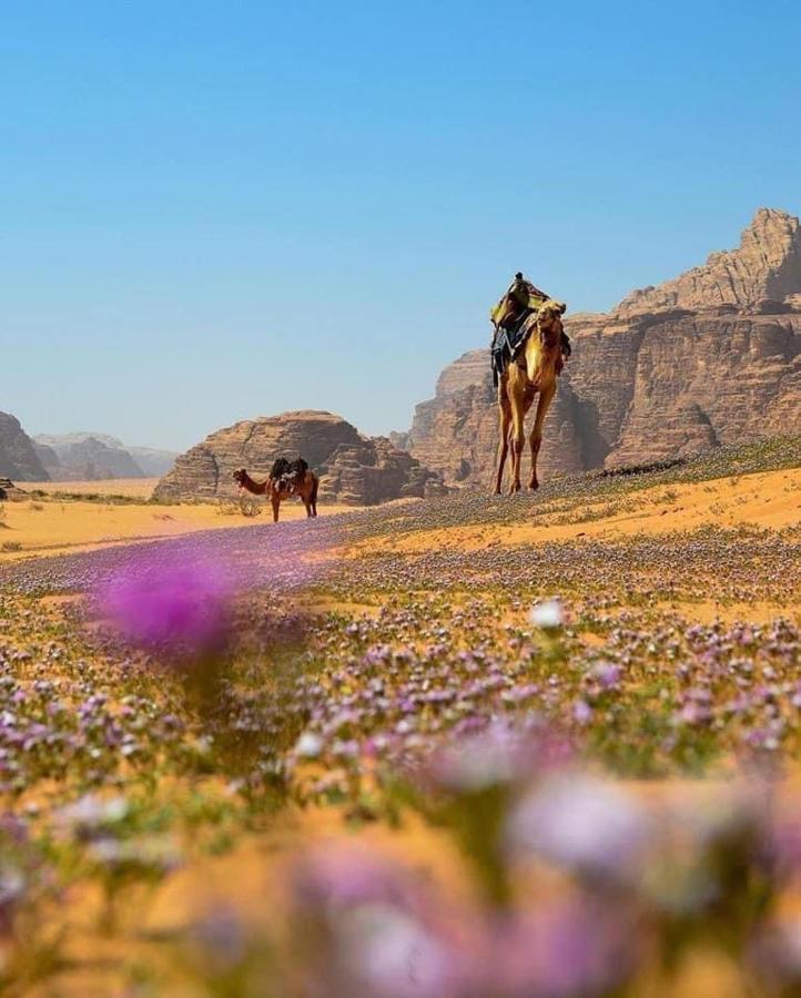 Salma Desert Camp Wadi Rum Eksteriør bilde